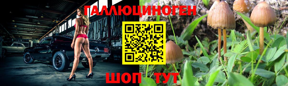 Зеленогорск  Псилоцибиновые грибы Cubensis  Вход с VPN  Псилоцибиновые грибы Cubensis 
